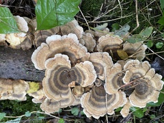Trametes versicolor
