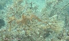 Phycodurus eques