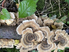 Trametes versicolor