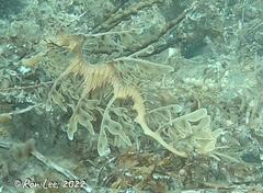 Phycodurus eques