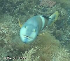 Notolabrus tetricus