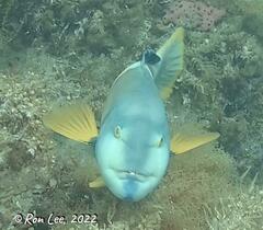 Notolabrus tetricus