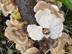 Trametes versicolor