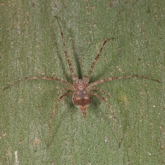 Tamopsis