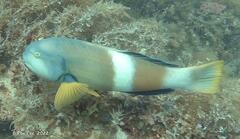 Notolabrus tetricus