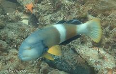 Notolabrus tetricus