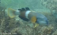 Notolabrus tetricus