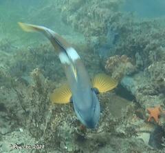 Notolabrus tetricus