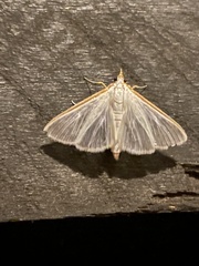Diaphania