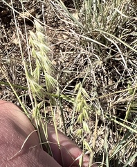 Bouteloua rigidiseta