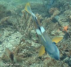 Notolabrus tetricus
