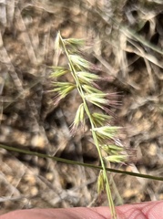 Bouteloua rigidiseta