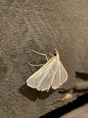 Diaphania