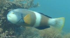 Notolabrus tetricus