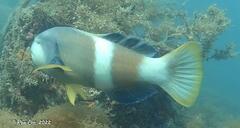 Notolabrus tetricus