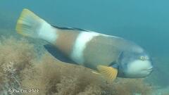 Notolabrus tetricus