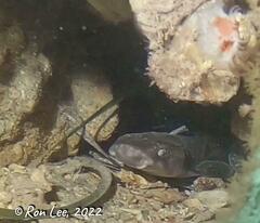 Asymbolus vincenti