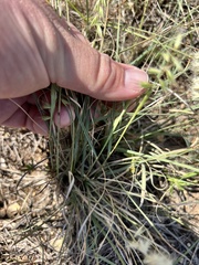 Bouteloua rigidiseta