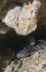 Asymbolus vincenti