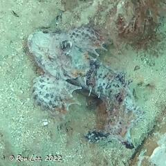 Aploactisoma milesii