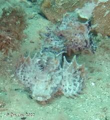 Aploactisoma milesii