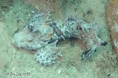 Aploactisoma milesii