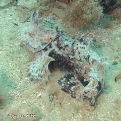 Aploactisoma milesii