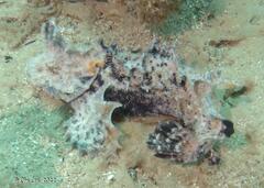 Aploactisoma milesii