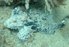 Aploactisoma milesii