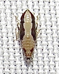 Osbornellus