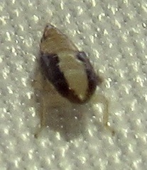 Osbornellus