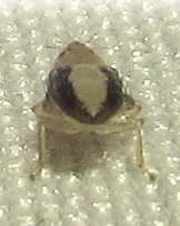 Osbornellus
