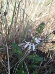 Ocimum