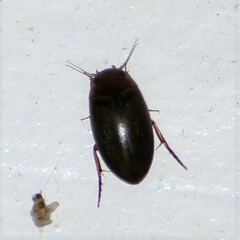 Copelatus chevrolati