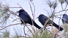 Corvus imparatus
