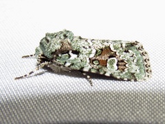 Lacinipolia laudabilis