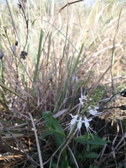 Ocimum