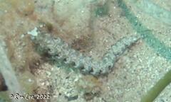 Pteraeolidia semperi