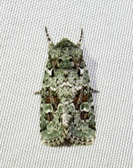 Lacinipolia laudabilis