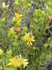 Deinandra minthornii