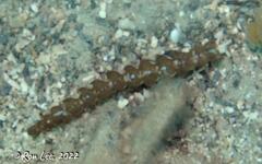 Pteraeolidia semperi