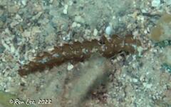 Pteraeolidia semperi