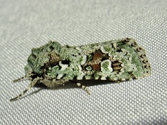 Lacinipolia laudabilis