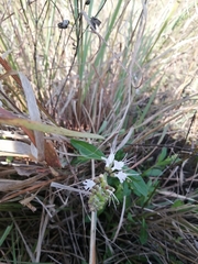 Ocimum
