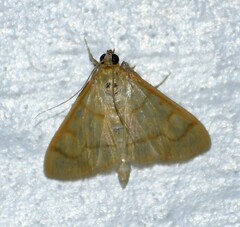 Pyraustini