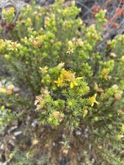 Deinandra minthornii