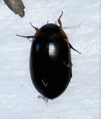 Hydaticus bimarginatus