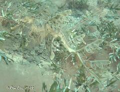 Phycodurus eques