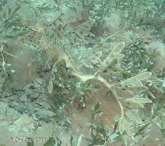 Phycodurus eques
