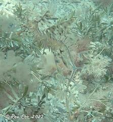 Phycodurus eques